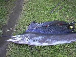 Sailfish caught in Calubcob, San Juan, Batangas